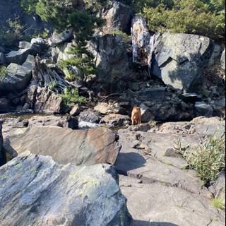 A Canine's Hike Through the Wilderness
