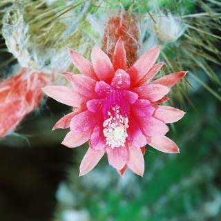Pink Flower on a Cactus