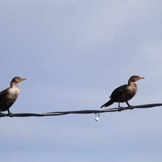 Two Juvenile Cormorants Perched on Wire at Dusk