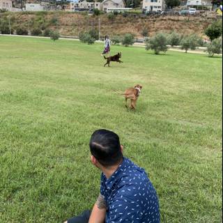 Man and Dogs in the Park