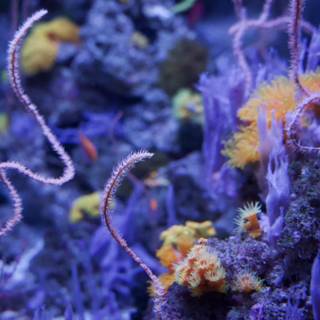 Snapshot from the Underwater World: The Vibrant Coral Reef