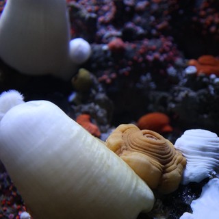 Marine Life: Shells and Coral in Aquarium Display