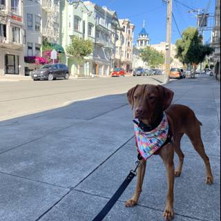 City Pup on a Stroll