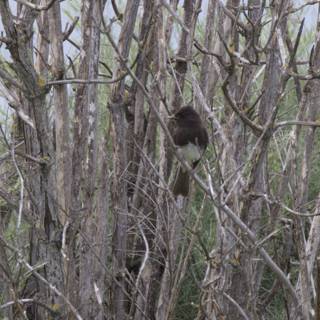 Hidden in the Thicket