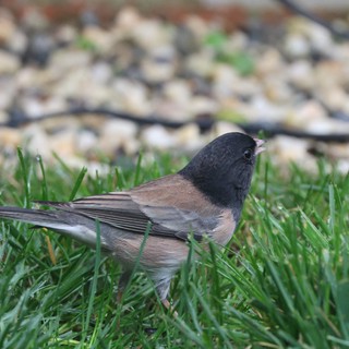 Dark-Eyed Junco Foraging in Fresh Green Grass