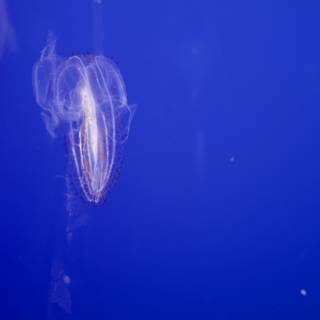 Celestial Swimmer: A Jellyfish Ballet