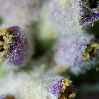 Extreme Macro: Purple Flower Buds in Crystalline Detail