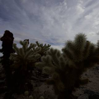 Majestic Cactus in the Cloudy Desert
