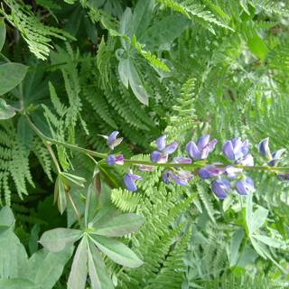 Purple Lupin Flower with Ferns
