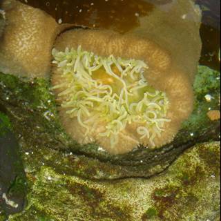 Sea Anemone on a Rock Covered in Sponge