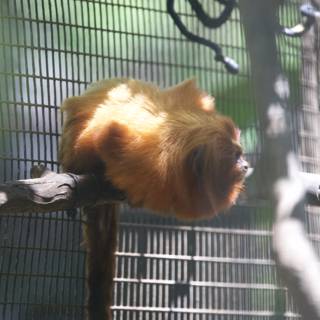Golden Gaze: A Moment of Contemplation at Honolulu Zoo