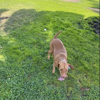 Playtime in the Grass