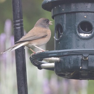 Dark-Eyed Junco Perched on Backyard Bird Feeder