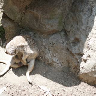 Curious Meerkat