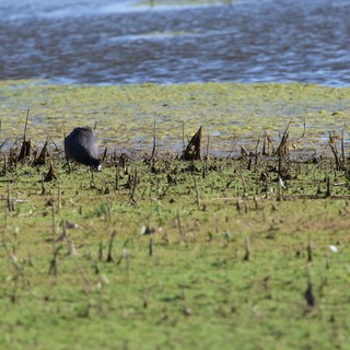 wildlife area wetland
