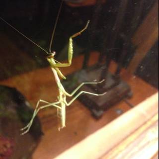 Hanging Cricket Insect