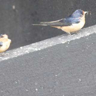 A Moment of Avian Grace