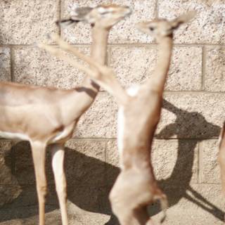 A Group of Impalas and Antelopes by the Wall