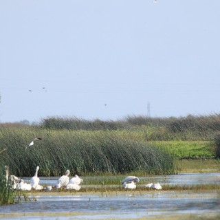 Pelicans and Waterfowl Resting in Wetland Marsh