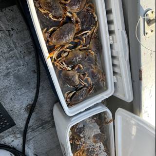 Freshly Caught Crabs