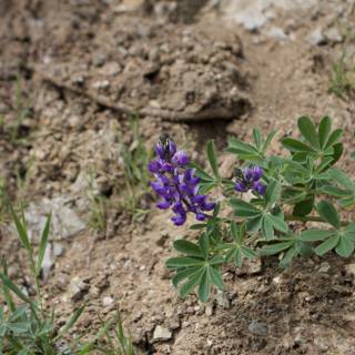 Lupin Blossom in the Catalina Wilderness