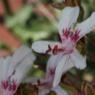 Geranium Blossom Up Close