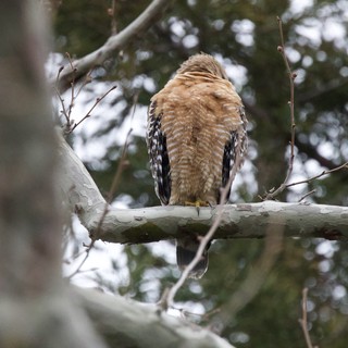 Red-shouldered Hawk Perched with Head Turned Back