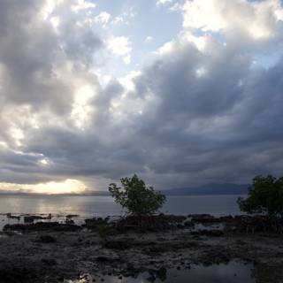 Dramatic Cumulus Clouds Over Fiji Trees
