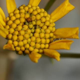 Bright and Beautiful Yellow Flower