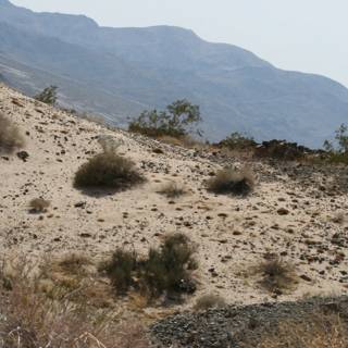 Lone Cow in the Desert Wilderness