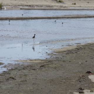 Bird on the Shoreline