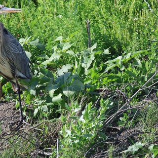 Great Blue Heron Standing in Lush Wetland Vegetation