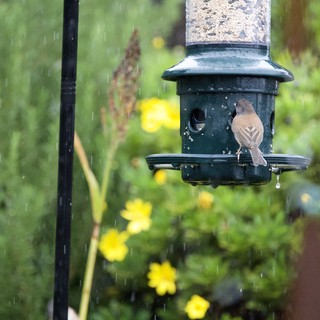 Small Bird Feeding in the Rain at Garden Feeder