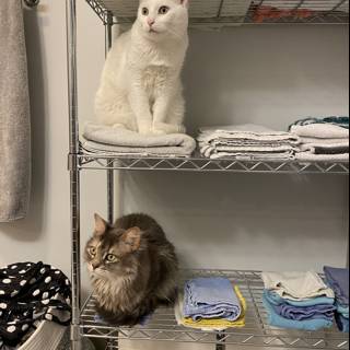 Feline Roommates