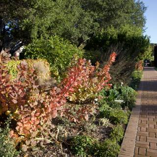 Autumn's Embrace at Filoli