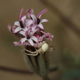 Spider on Amaryllidaceae Flower