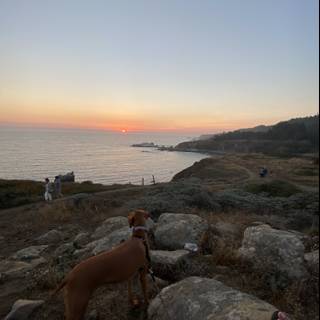 Canine Overlooking the Ocean
