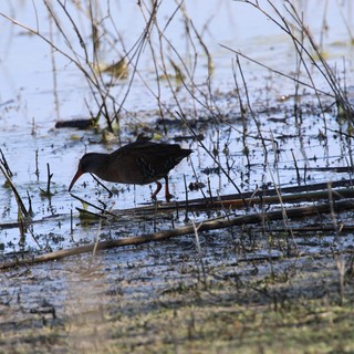 Common Gallinule Foraging in Wetland Shallows