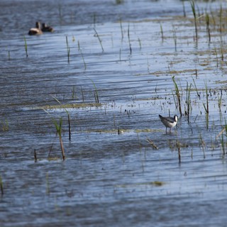 Shorebird Wading Through Shallow Wetland Waters