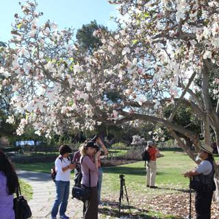 Cherry Blossom Delight at The Huntington Library