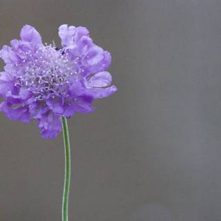 Radiant Blossom