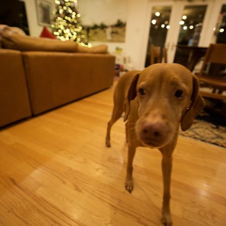 Vizsla Dog in Cozy Christmas Living Room
