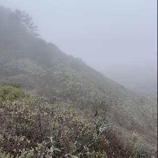 Title:Mystical Mist on the Marin Hillside