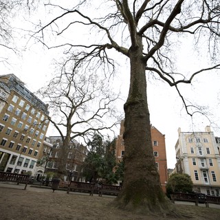 Majestic Bare Tree in London Urban Square