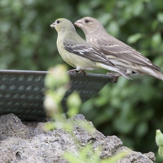 Female and Male House Finches Perched at Garden Feeder