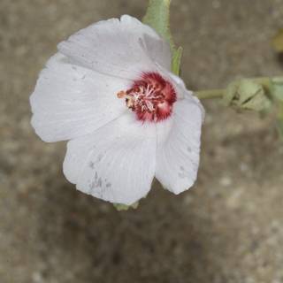White Geranium Flower with Red Center