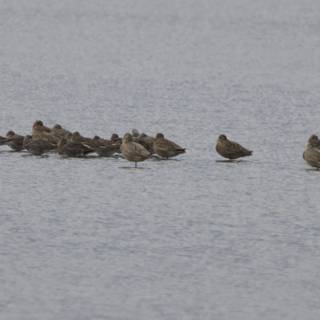 Resting on the Tides