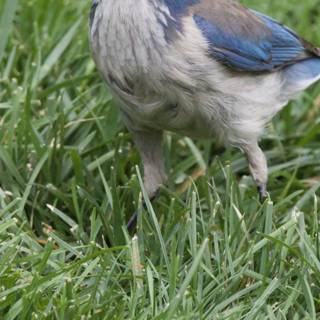 Feathered Beauty in the Grass