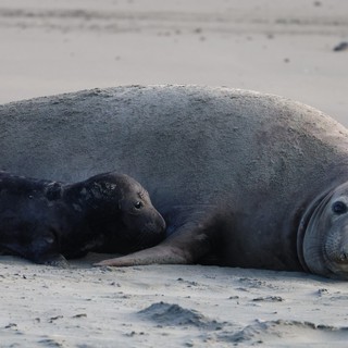 Mother and Pup Elephant Seals Resting on Beach