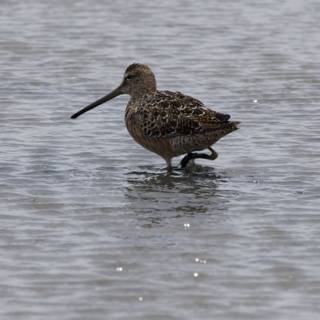 A Stroll in the Shallows